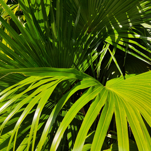 鬼子暴行女兵电影免费播放
